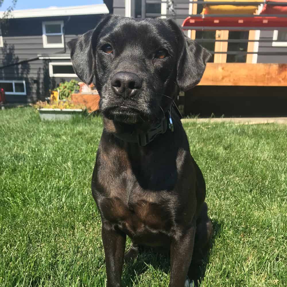 Adorable black dog sitting on green grass in Tulsa backyard.