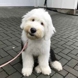 Cute white puppy sitting on pavement during dog training session.