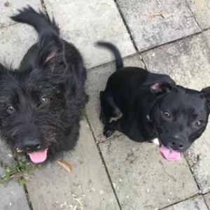 Two dogs sitting on a stone patio, looking up at the camera.