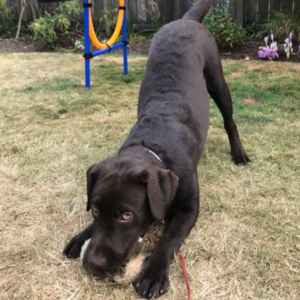 Puppy training session at Trusty Dog Training Tulsa with a black Labrador.