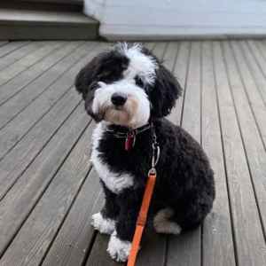 Adorable black and white puppy sitting on wooden deck with leash.