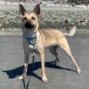 Small tan dog with blue collar standing on pavement in Tulsa.