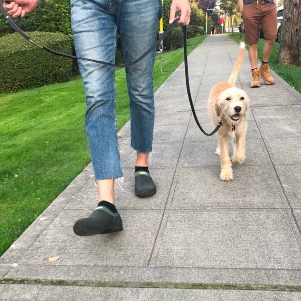 Puppy walking on sidewalk during training session in Tulsa.