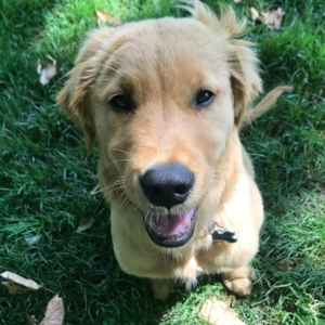 Adorable golden retriever puppy outdoors in green grass.