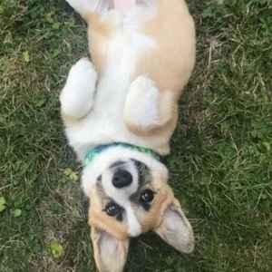 Adorable puppy lying on grass, ready for training in Tulsa.