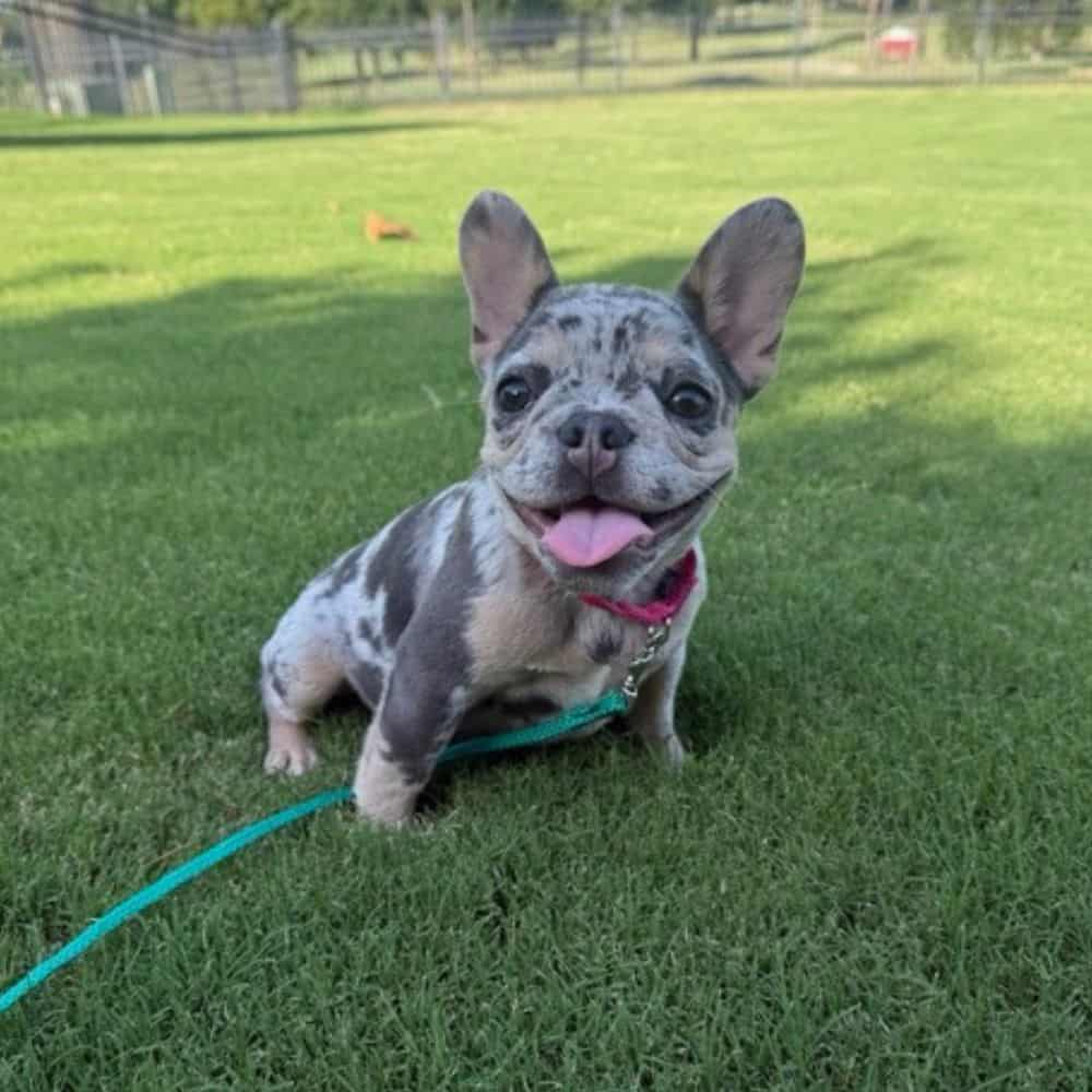 Cute French Bulldog puppy sitting on green grass in Tulsa with a happy expression.