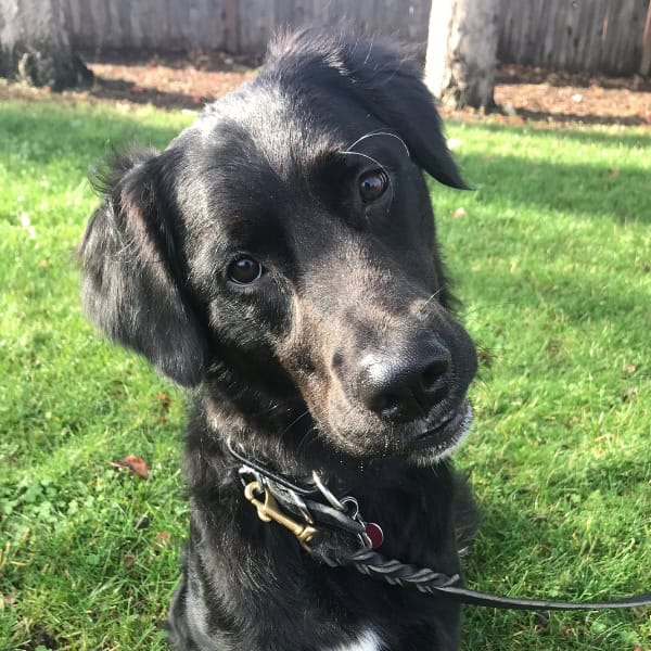 Adorable black puppy with floppy ears sitting on grass in Tulsa.