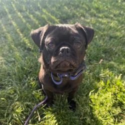 Cute French Bulldog puppy sitting on grass in sunlight.