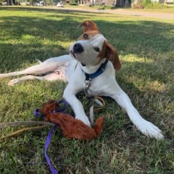 Dog training session in Tulsa with a dog and puppy on grass.