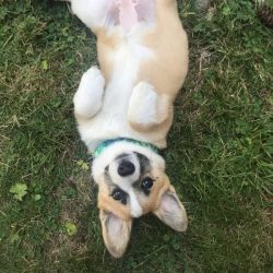 Cute puppy lying on grass during training session in Tulsa.