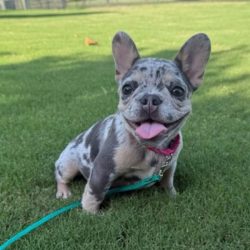 Cute French Bulldog puppy sitting on grass with a happy expression.