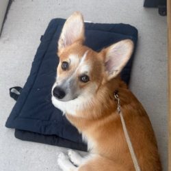 Adorable Corgi puppy sitting on a training mat in Tulsa.