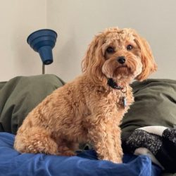 Cute poodle mix dog sitting on a bed in a home setting.