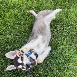 Cute husky puppy lying on grass with playful expression and open mouth.