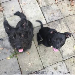 Two puppies sitting on a paved surface, looking up at the camera.