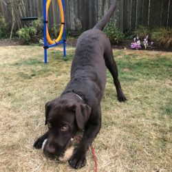 Young puppy practicing training commands in backyard.