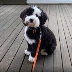 Adorable black and white puppy sitting on wooden deck in Tulsa.