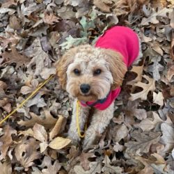 Adorable small dog wearing a pink sweater in autumn leaves.