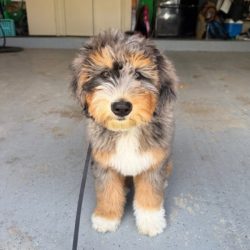 Cute puppy sitting on concrete for dog training in Tulsa.