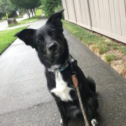 Cute black and white dog sitting on sidewalk during obedience training.