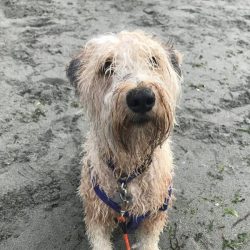 Wet dog after training session on sandy beach in Tulsa.