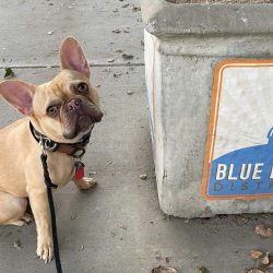 French Bulldog sitting near a trash bin with Blue Dome District sign.