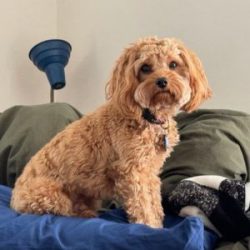 Adorable small dog sitting on bed for training in Tulsa.