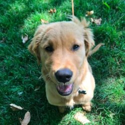 Adorable golden retriever puppy sitting on green grass in Tulsa.
