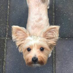 Adorable small dog looking up on a paved surface.