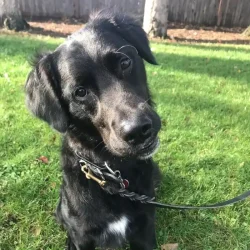 Adorable black dog with floppy ears sitting on green grass in Tulsa.