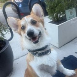 Happy dog with a bow tie sitting outdoors in Tulsa, Oklahoma.