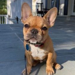 Adorable French Bulldog puppy sitting outdoors in sunlight.