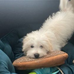 Adorable white puppy resting on a couch with a pillow.